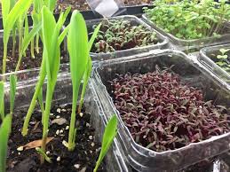 Want To Garden Like A Pro Here S A Simple And Affordable Indoor Grow Light Setup Growjourney