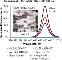 Getting started with metal detecting is fairly easy. Aluminum Foil As A Substrate For Metal Enhanced Fluorescence Of Bacteria Labelled With Quantum Dots Shows Very Large Enhancement And High Contrast Sciencedirect