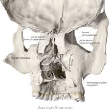 The Coronal Split Of The Skull Fossa Pterygopalatina In 2020 Medical Anatomy Topography Fossa