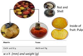 Image result for Anacardium occidentale