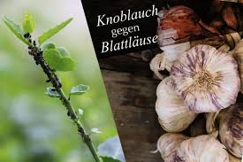 Hilft Knoblauch Gegen Blattlause Anwendung Gegen Lause