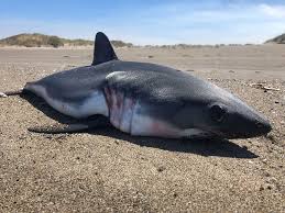More images for baby great white shark facts » Those Aren T Baby Great White Sharks Washing Up On The Oregon Coast Kcby