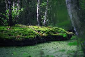 Check spelling or type a new query. Bog Forest Free Images Download Titania Foto