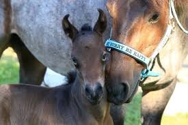 Buckskin and roan are synonymous, and they have mutual synonyms. My Summer Roan Sold Roan Ranch Foundation Quarter Horses Hancock Horses Blue Roan Quarter Horses