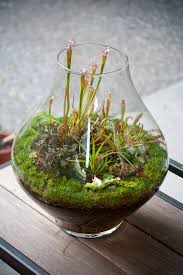 Lovely Glass Terrarium With Sarracenia Drossera And Mosses Truly Inspirational Carnivorous Plants Terrarium Carnivorous Plants Terrarium Plants