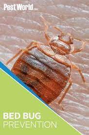 Our bed bug pest control plans are custom tailored to your specific situation and needs. 58 Bed Bugs Ideas In 2021 Bed Bugs Bugs Pests