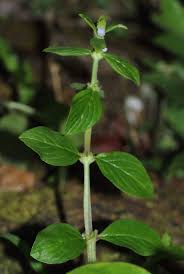 Image result for Spermacoce ruelliae