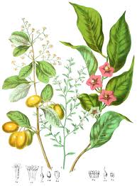 Image result for Olacaceae