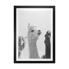 Alpacas Framed Print Framed Prints Decor Wall Art