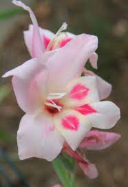 Gladiolus Nanus Mix Strange Flowers Flowers Planting Flowers