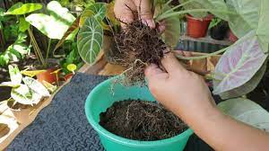 Water your black velvet deeply but infrequently. How To Propagate Black Velvet Alocasia Usong Tanim Ngayon Youtube