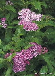 We did not find results for: Your Guide To Spirea Garden Gate