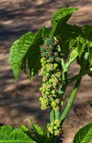 Image result for Justicia tenella