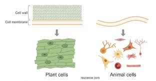 Check spelling or type a new query. Animal Vs Plant Cells Similarities Differences Chart And Examples Rs Science