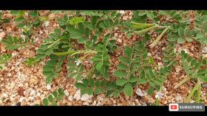 Image result for Tephrosia pumila