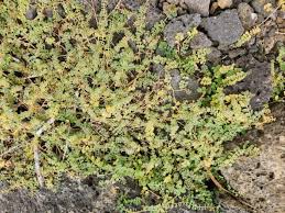 Image result for Euphorbia serpens