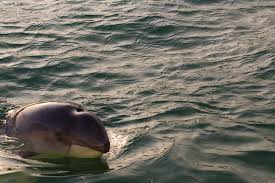 Het is de kleinste walvis van de noordzee. Bruinvis Info Foto S Meer Over De Bruinvis