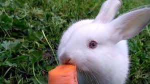 Carrots contain a lot more sugar than we realize, making them not the healthiest option for most rabbits. White Small Rabbit Eating A Stock Footage Video 100 Royalty Free 17886448 Shutterstock