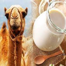 Camel milk market growth insights: Dromedairy Naturals Dromedairy International