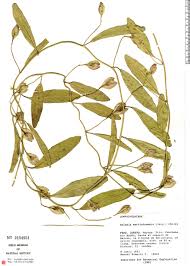 Image result for Aniseia martinicensis