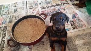 Sutten Kesilmis Doberman Yavrulari Youtube