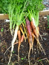 how to grow carrots from seed dengarden