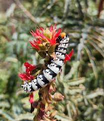 Image result for Searsia monticola