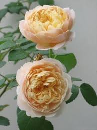 Charles Darwin Rose Photo Rose Photos Beautiful Flowers Rose Garden Landscape
