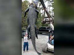 (1) alligator means the species alligator mississippiensis. Sc Grandmother Bags Massive Alligator In Hunt On Cooper River Wway Tv