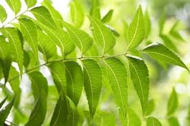 La diabetes es una enfermedad crónica, esto significa que no tiene cura y no queda otra opción que. Arbol De Neem Propiedades Beneficiosas Para Acidez Diabetes Artritis Curar La Piel