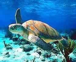 السلاحف البحرية Environment Fisheries