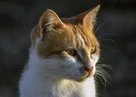 Kedi Cat Yellow Sari Kedi Kopek