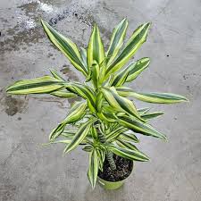 Image result for Dracaena steudneri