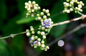 Image result for Memecylon sp. B