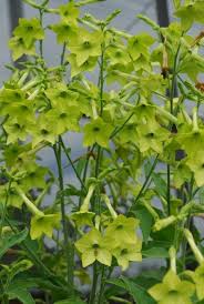 This variety is an erect annual that can grow up to a metre in height and half a metre in spread. Nicotiana Alata Lime I Grow All Different Varieties Of This And If You Let It Go To Seed It Will Self Seed T Planting Flowers Green Flowers Beautiful Flowers