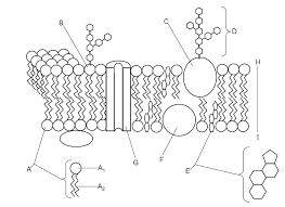 Plant cell coloring page | animal cells worksheet, plant and animal cells, cell membrane coloring worksheet Membranes
