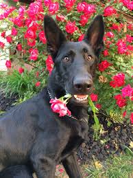 Pin By Yara Sousa On Cuteness Dog Love Black Dog Black German Shepherd