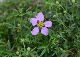 Image result for Fagonia