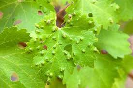 Image result for peronospora grapevine