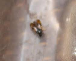 Mehrere hundert eier legt ein weiblicher floh im laufe seines lebens, wenn die temperatur passt (unter 5 grad stagniert die fortpflanzung). Stiche Bisse Im Bett Flohe Bettwanzen Mit Bild Insekten Ungeziefer Kammerjager