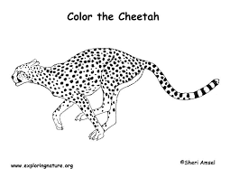 They have excellent eyesight and are very fast. Dieren Tekenen