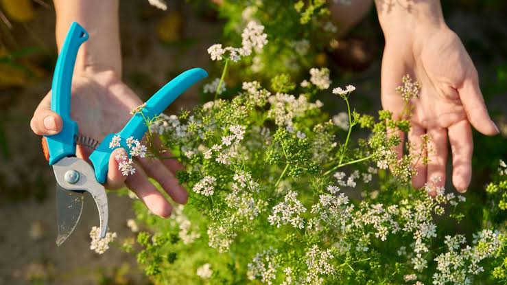 Dhania plant starting to bolt and flower