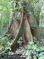 Image result for Celtis zenkeri