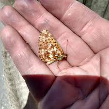 Image result for Blotiella currorii