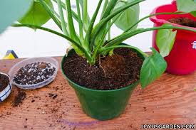 Check spelling or type a new query. Repotting Monstera Deliciosa Plus The Mix To Use Joy Us Garden