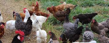 Daher sollte vorher feststehen, wie viel pflege und zuwendung eine bestimmte hühnerrasse tatsächlich benötigt. Huhnerrassen Fur Anfanger 10 Robusten Rassen Verzeihen Anfangerfehler