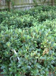 Picture Of Compact P J M Rhododendron Rhododendron Shrubs Plants