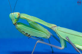 Image result for Gyrodoma hispida