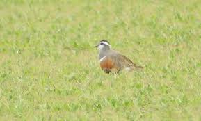 Steve backshall presents the dotterel. Dotterel