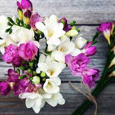 202 Likes 5 Comments The Bouqs Company Thebouqsco On Instagram Summer Freesia Mix Simple B Freesia Flowers Beautiful Flowers Beautiful Flowers Garden
